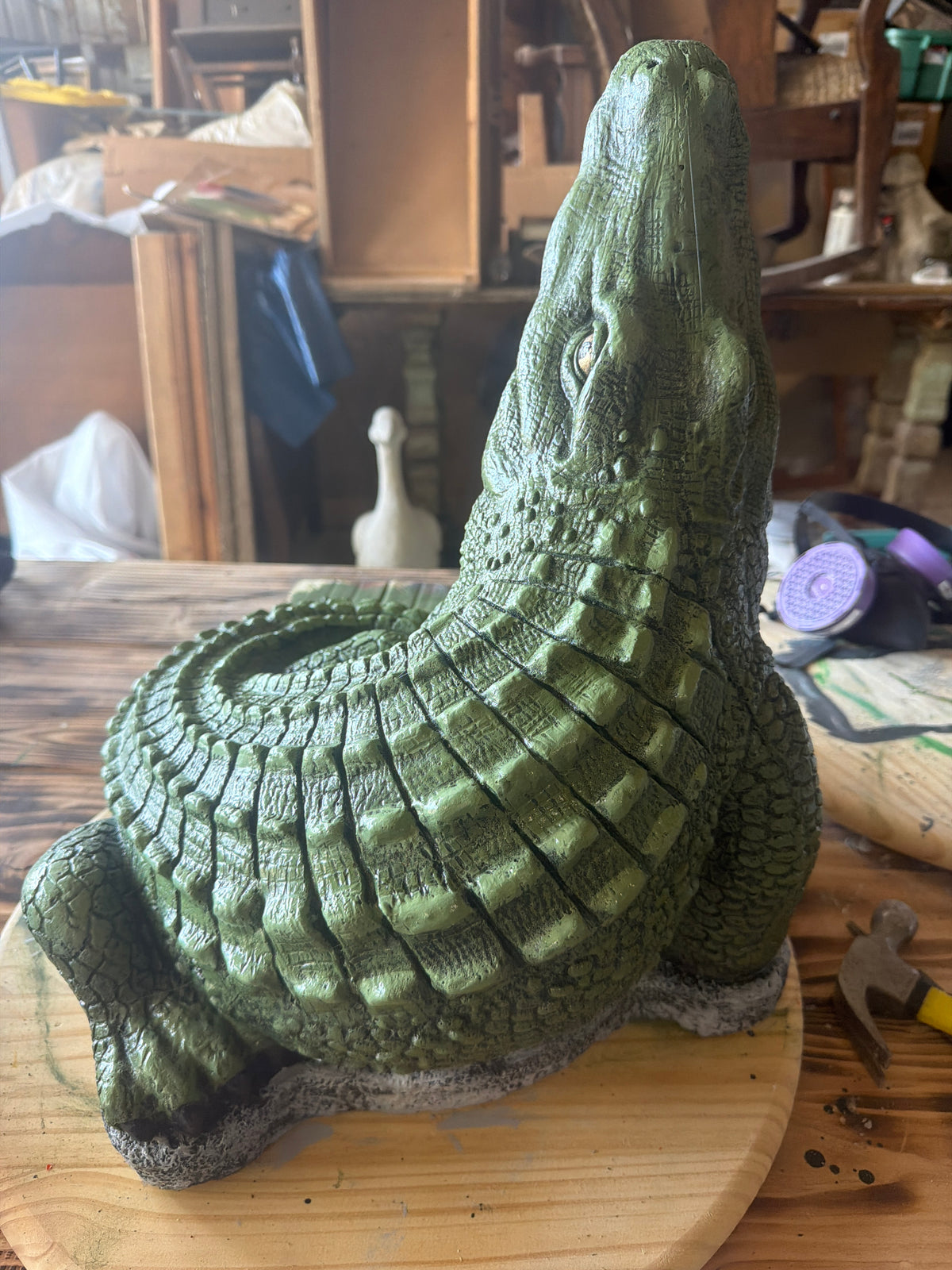 Curled Gator