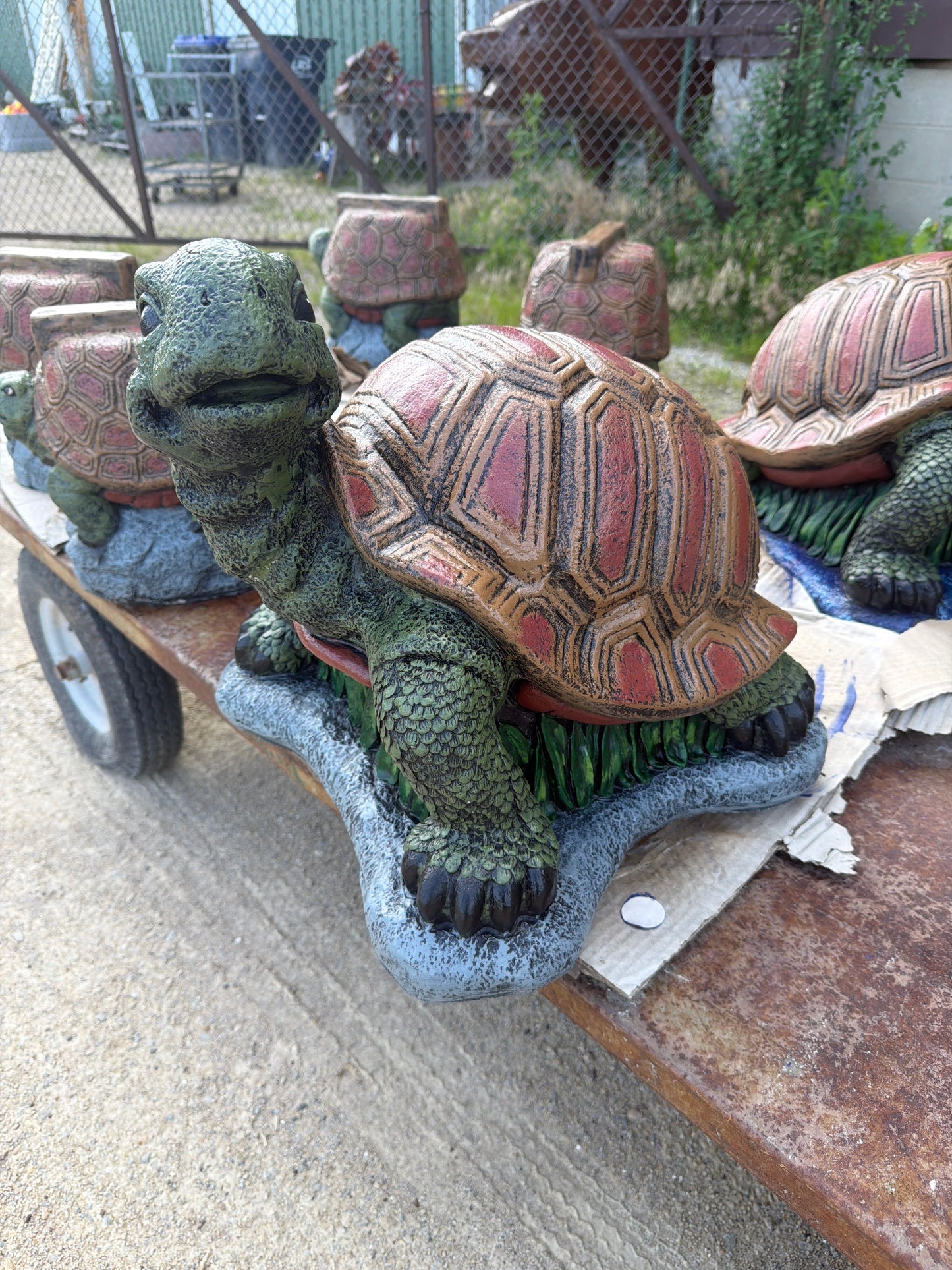 Large Hump Back Turtle