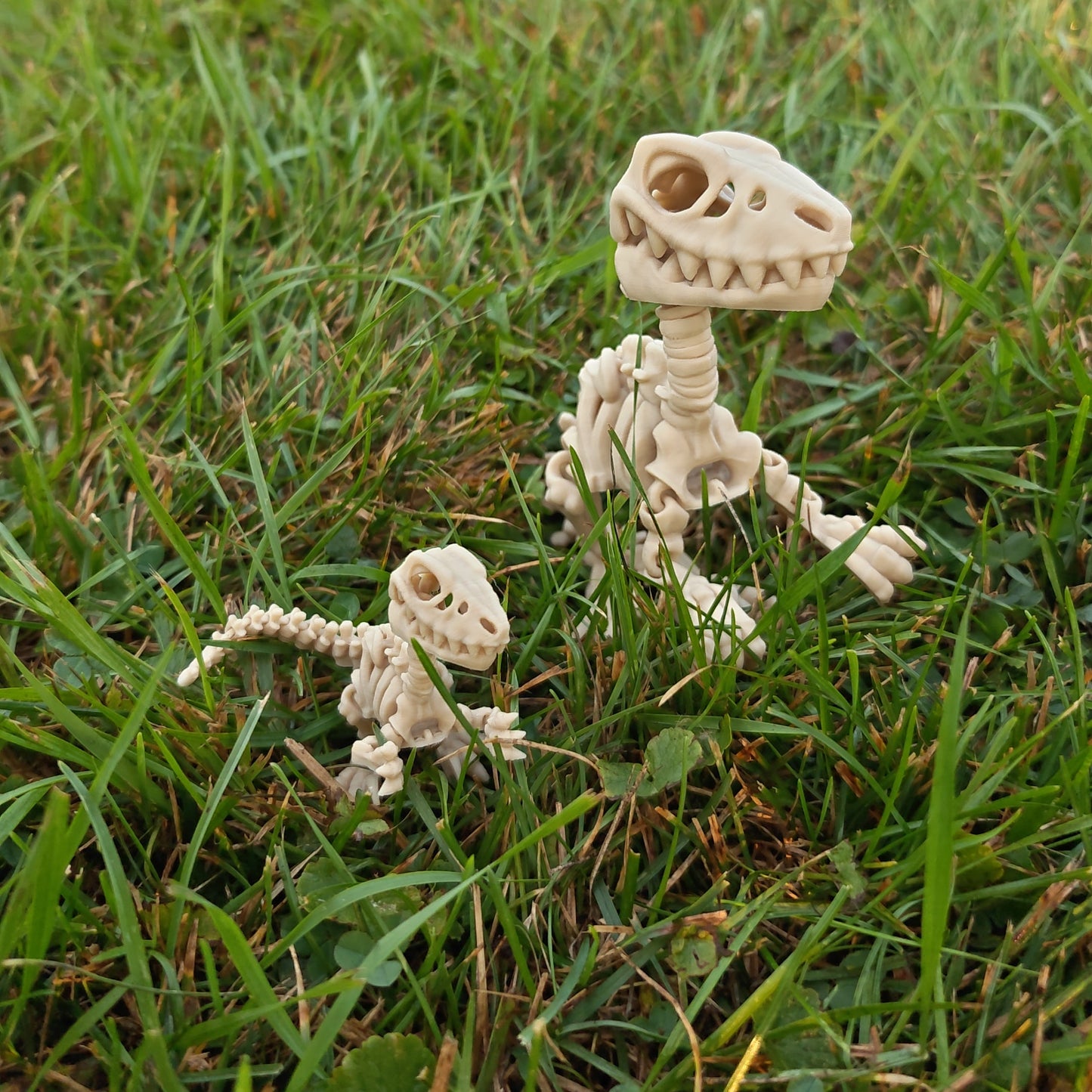 Flexi Skeleton Raptor