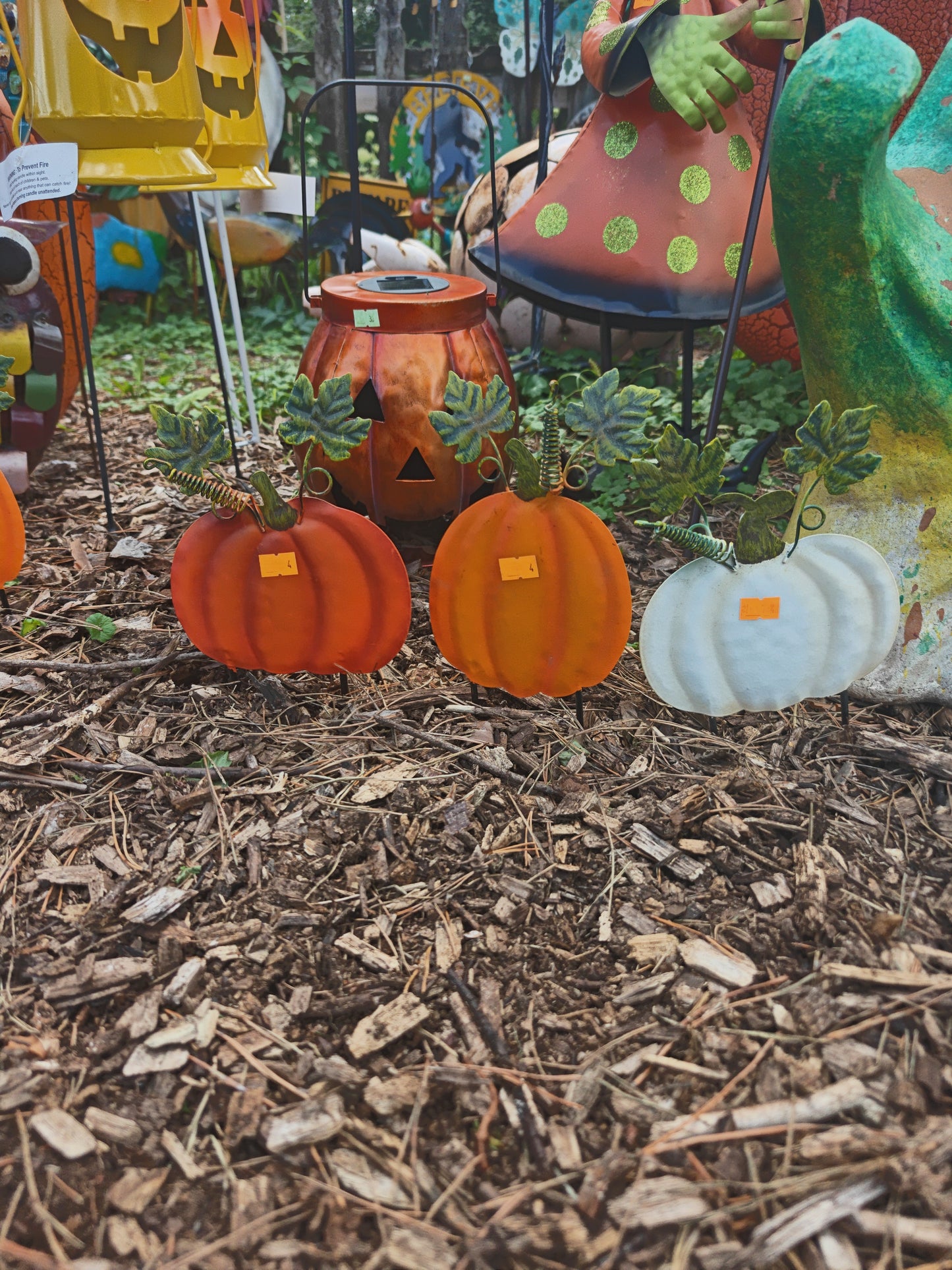 Mini Pumpkins