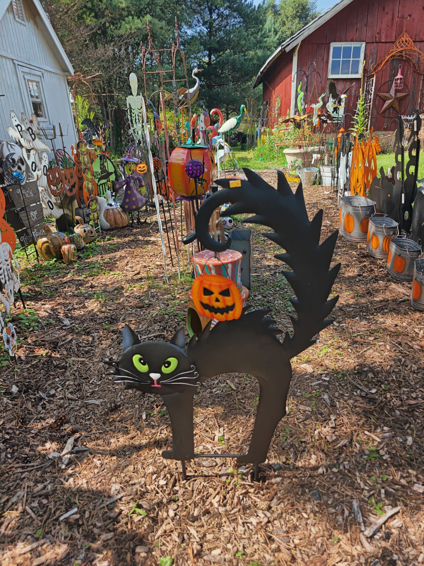 Halloween Black Cat with Pumpkin