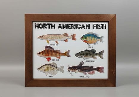 Metal Fresh Water Fish Plaque