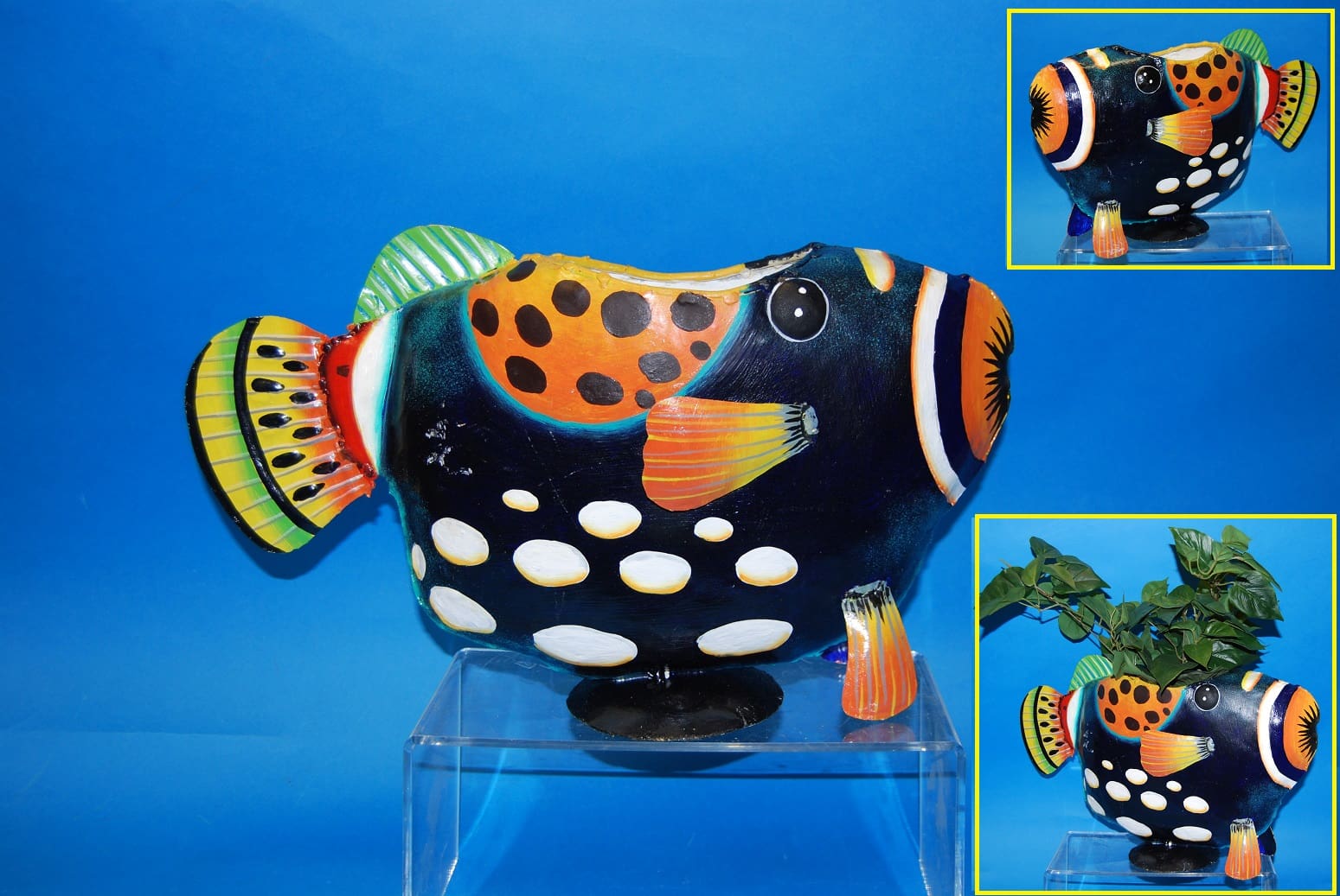Metal Clown Triggerfish