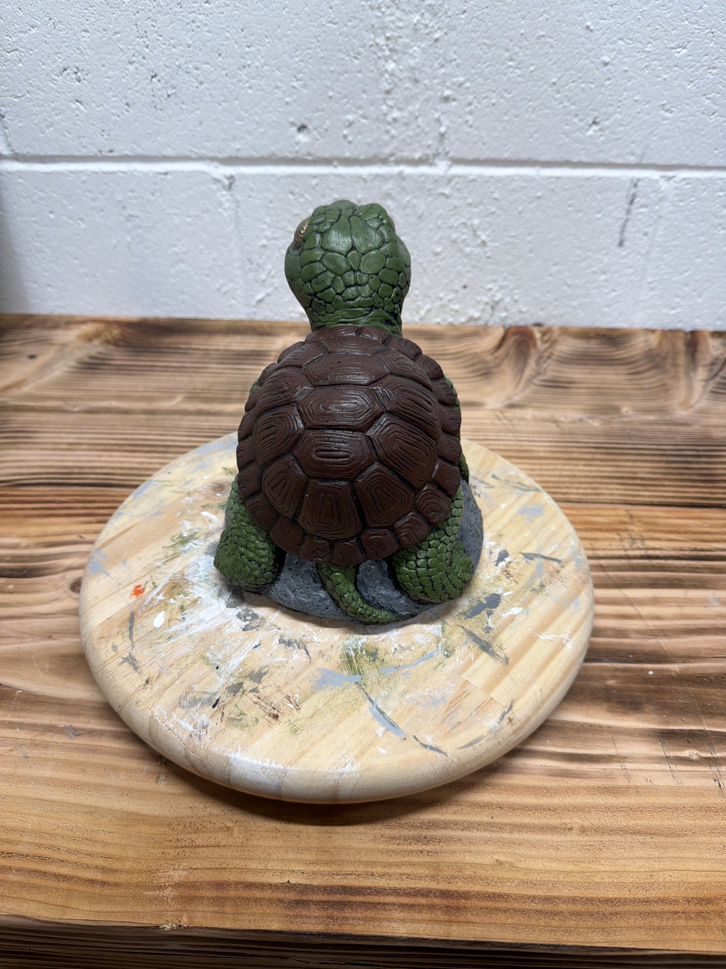Baby Turtle on Rock