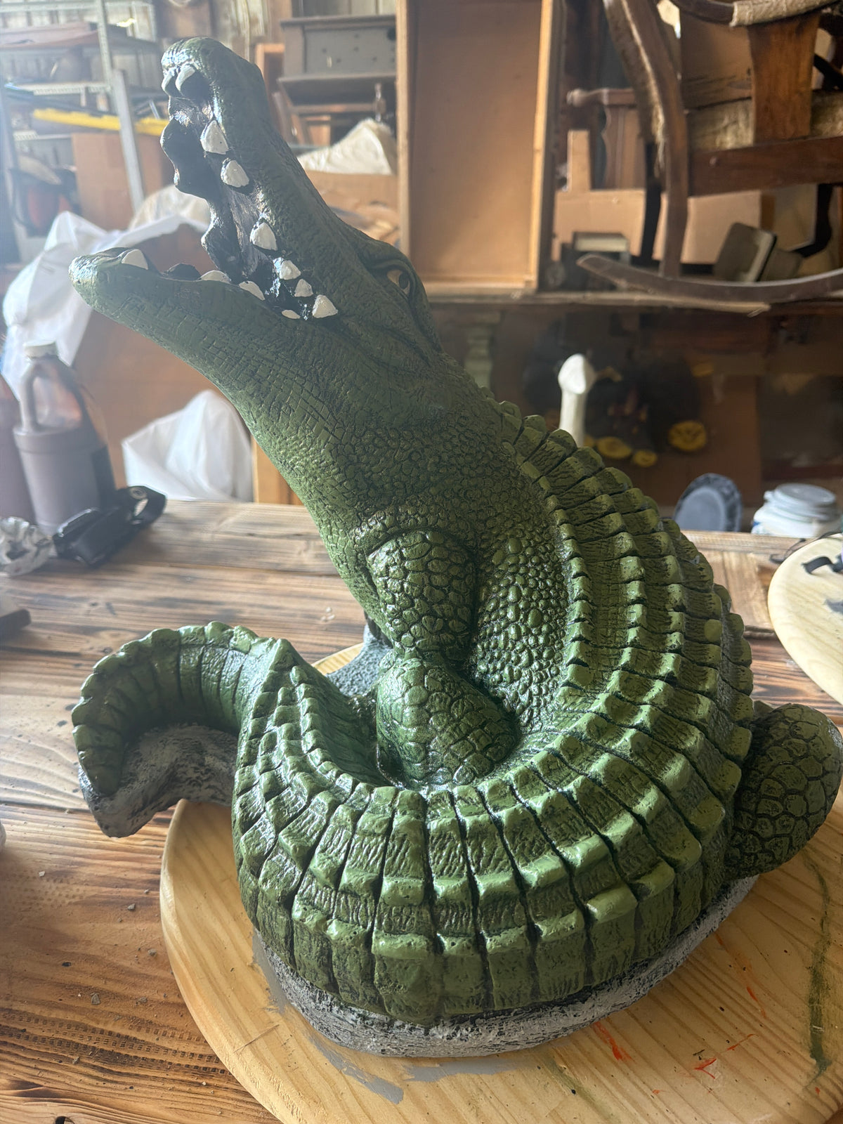 Curled Gator