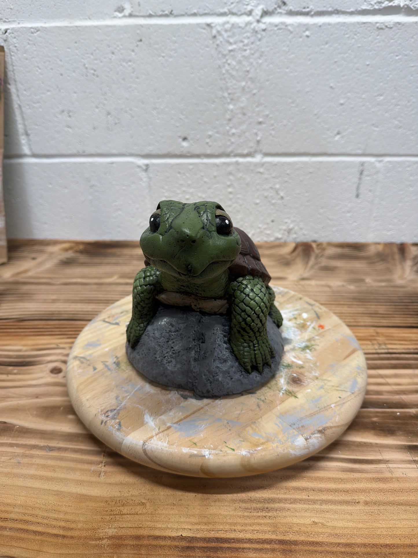 Baby Turtle on Rock